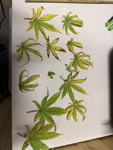 Growreport Bild 38