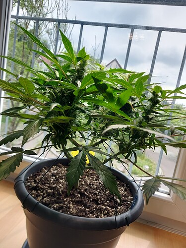 Growreport Bild 5