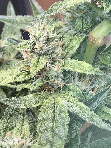 Growreport Bild 5