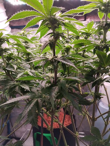 IMG_20250126_205239 - Kopie