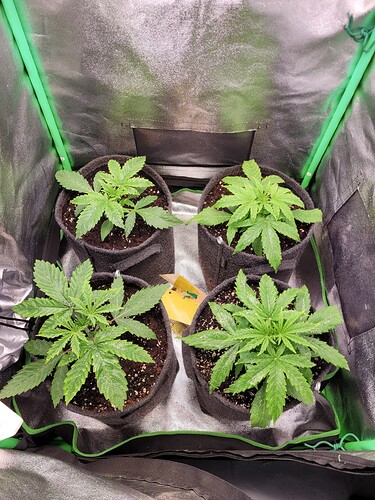 Growreport Bild 9