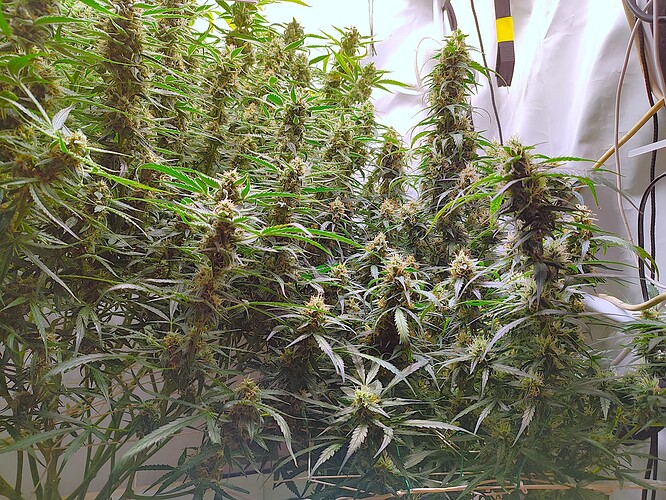 Growreport Bild 22