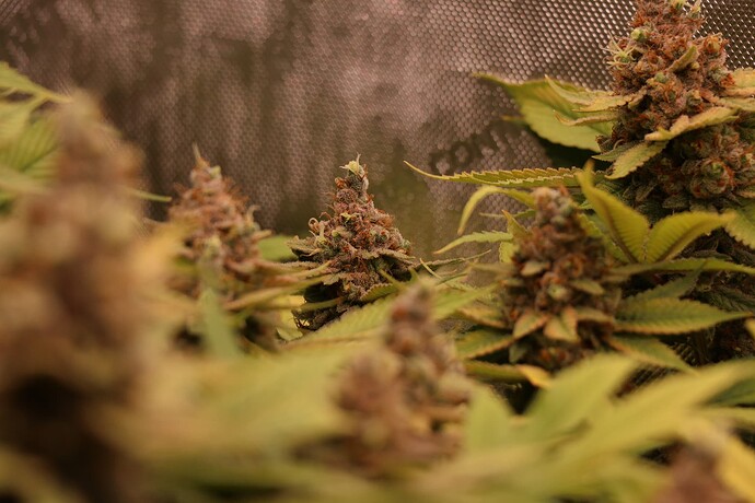 Growreport Bild 41