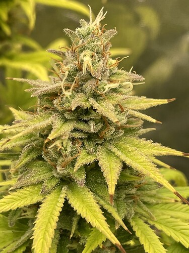 Growreport Bild 2
