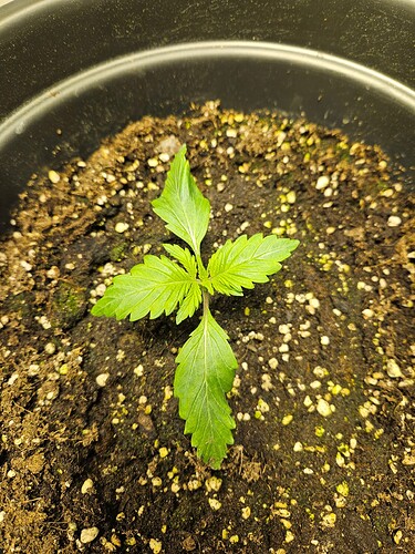 Growreport Bild 9
