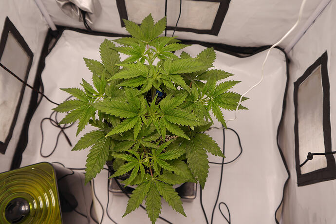 Growreport Bild 4
