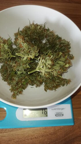 Growreport Bild 13