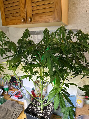 Growreport Bild 53