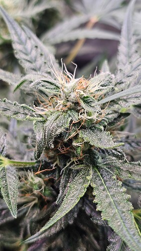 Growreport Bild 5