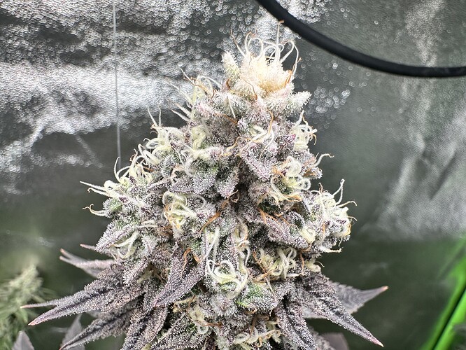 Growreport Bild 9