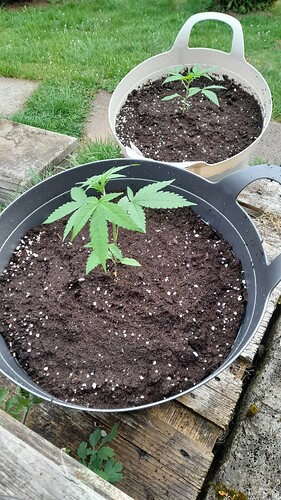 Growreport Bild 3