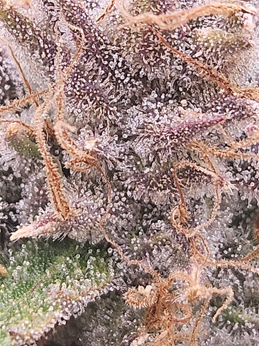 Growreport Bild 2