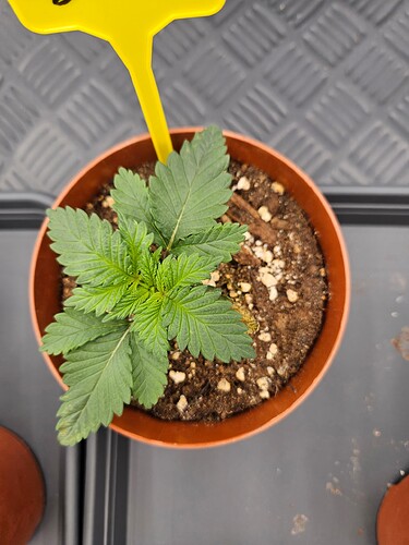 Growreport Bild 20