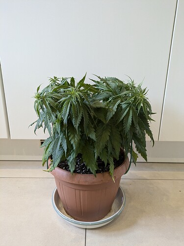 Growreport Bild 2