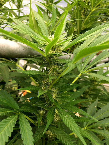 Grow26_0912_08_TD