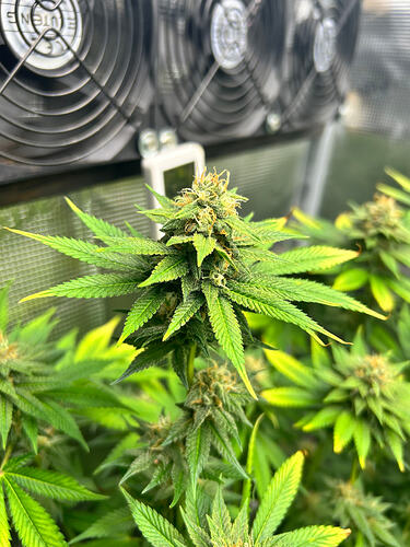 Nahaufnahme eines Cannabis-Buds in der Blütephase in einem Growzelt mit Lüftern im Hintergrund.