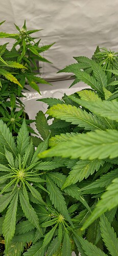 Growreport Bild 6