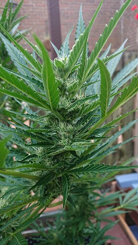 Growreport Bild 26