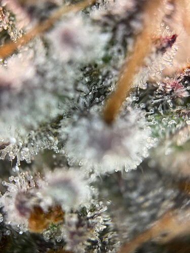 Growreport Bild 28