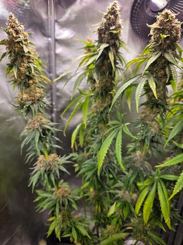 Growreport Bild 3