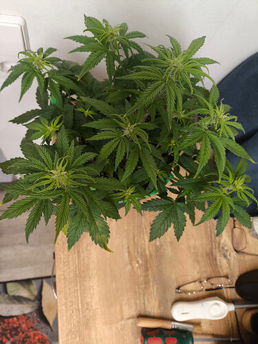 Growreport Bild 3
