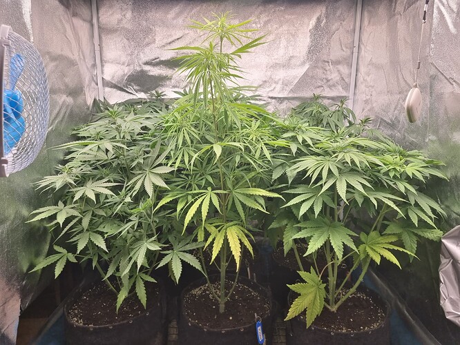 Mehrere Cannabis-Pflanzen in einem Zelt, eine Pflanze ist deutlich größer als die anderen und zeigt Anzeichen von Nährstoffmangel an den unteren Blättern.