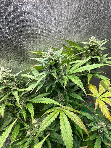 Growreport Bild 68
