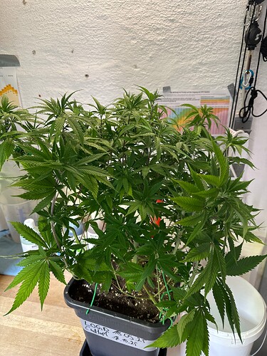Growreport Bild 26
