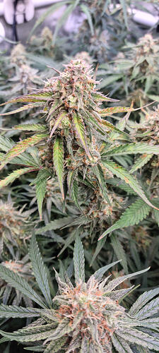 Growreport Bild 11