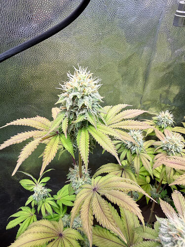 Growreport Bild 10