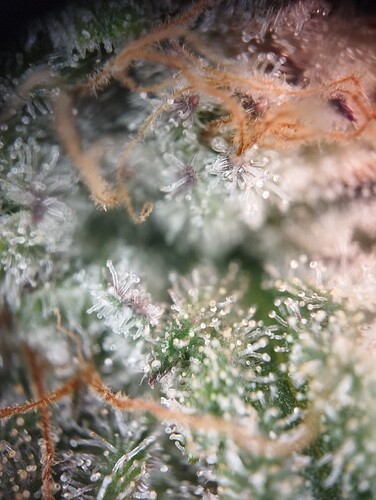 IMG_20250303_163948 - Kopie