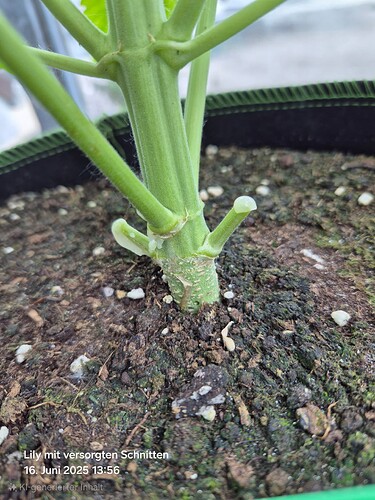 Lily mit versorgten Schnitten