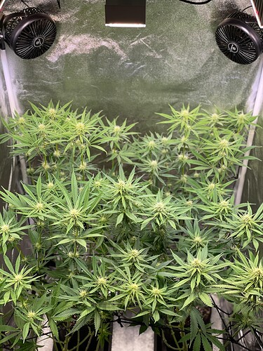 Growreport Bild 20