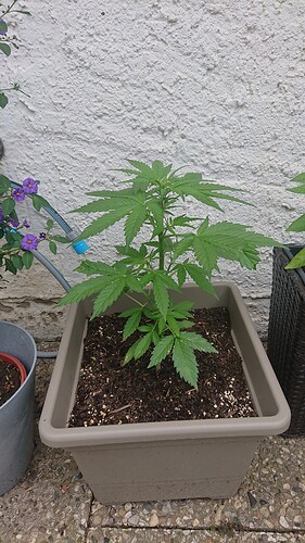 Growreport Bild 24