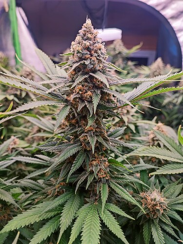 Growreport Bild 11