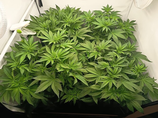 Growreport Bild 6