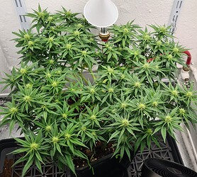 Growreport Bild 60