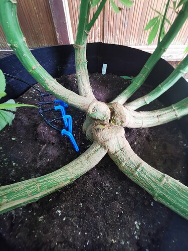 Growreport Bild 5