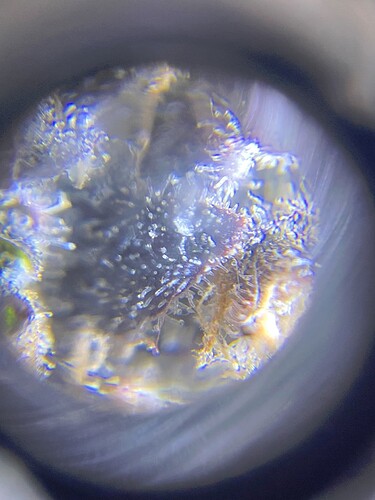 Growreport Bild 62