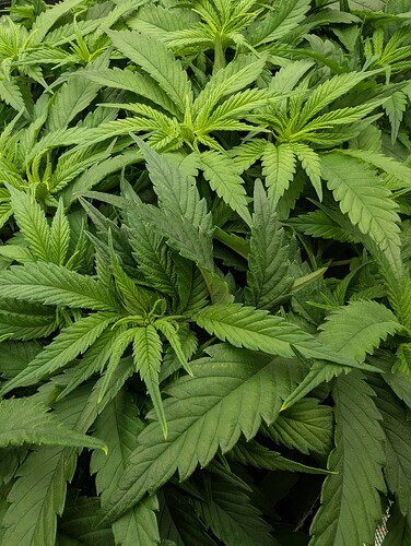 Growreport Bild 13