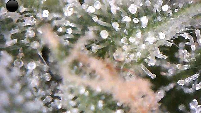 Growreport Bild 26