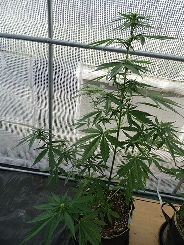 Growreport Bild 3
