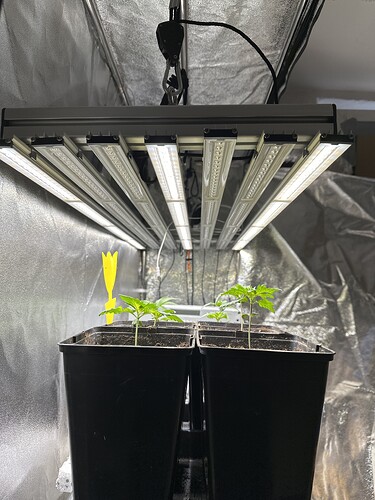 Growreport Bild 9