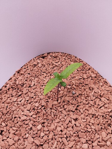 Growreport Bild 3