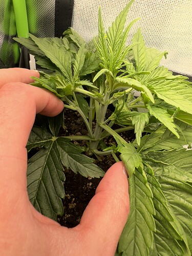 Growreport Bild 3