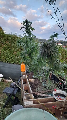 Growreport Bild 8