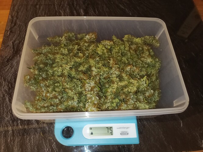 Growreport Bild 44