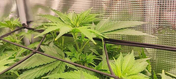 Growreport Bild 4
