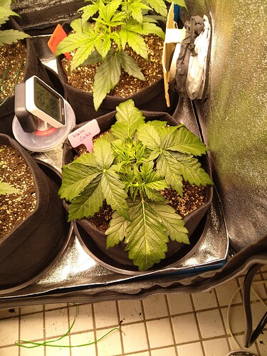 Growreport Bild 6