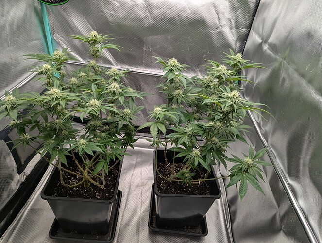 Growreport Bild 7